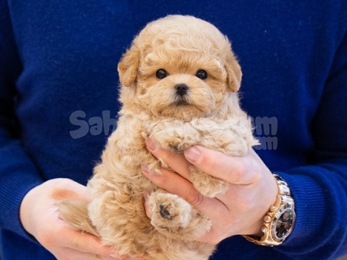 Ust Duzey Korean Toy Poodle Bebeklerim