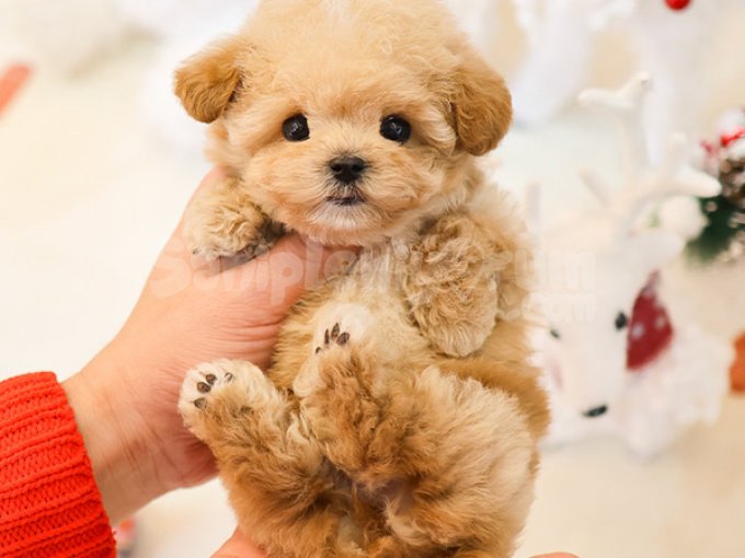 Sitenin Yildizi Toy Poodle Yavrumuz