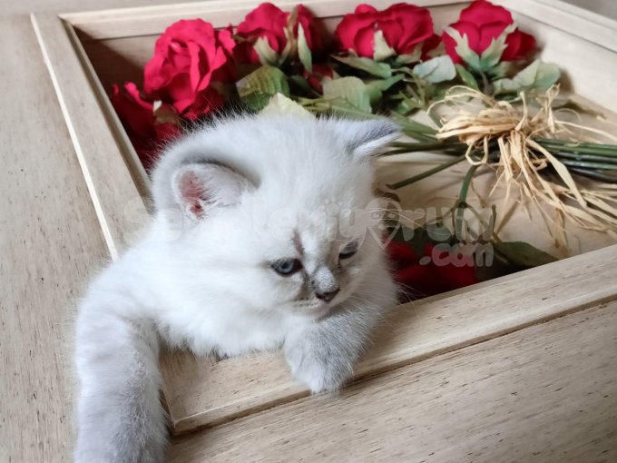 Kedi Sahiplendirme Kedilerimiz Dişidir