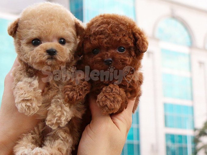 Afacan Sevimli Toy Poodle Yavrularimiz