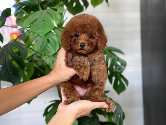 Korean Toy Poodle Cocuklarimiz