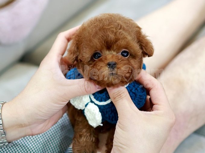 Safkan Sosyal Asili Egitimli Korean Export Toy Poodle Bebisl