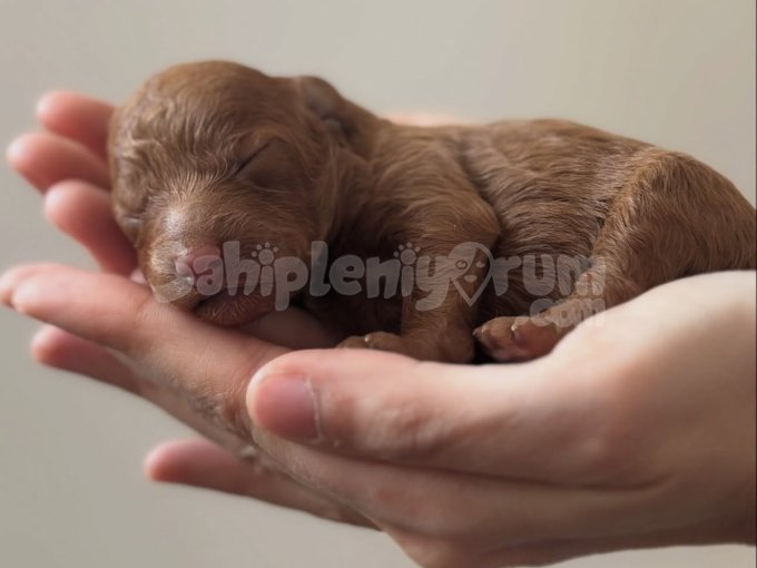 Minik Yoldaşınız Hazır! Yavru Toy Poodle