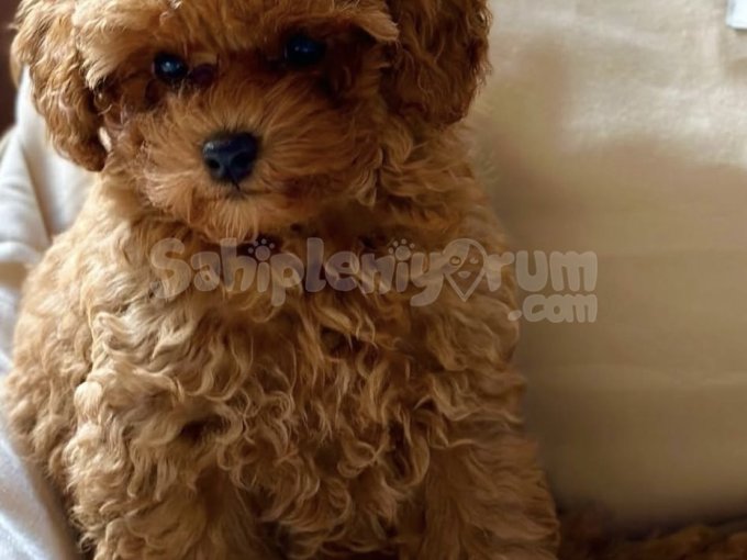 Aileye Neşe Katacak Toy Poodle Yavrular