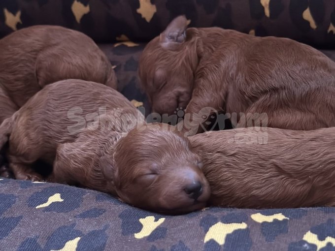 Sevimli Ve Zeka Küpü Toy Poodle Yavrular