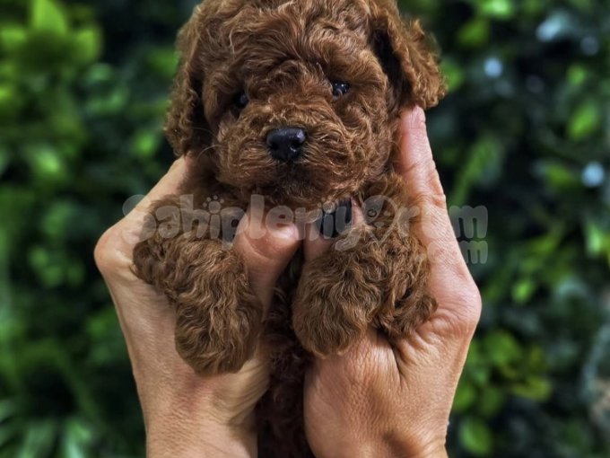 Toy Poodle Yavrular Yeni Sahiplerini Arıyor