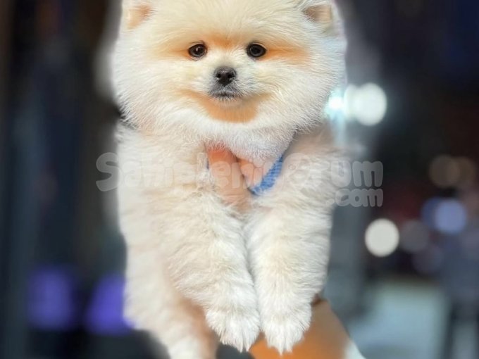 Pomeranian Boo Yavrular Yuvalarını Bekliyor