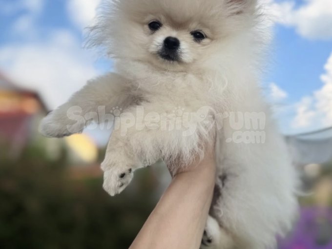 Küçük Kalpler Büyük Mutluluklar Pomeranian Boo Yavrular