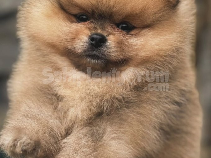 Orjinal Pomeranian Boo Istanbul