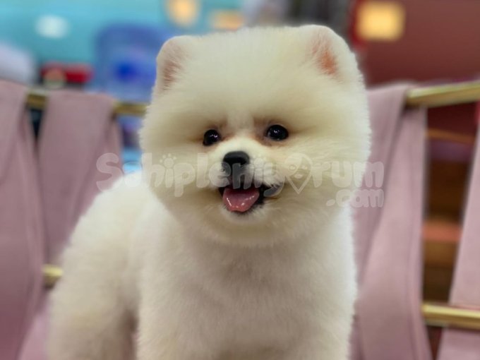 Aşıları Tam Sağlıklı Pomeranian Boo Yavrular