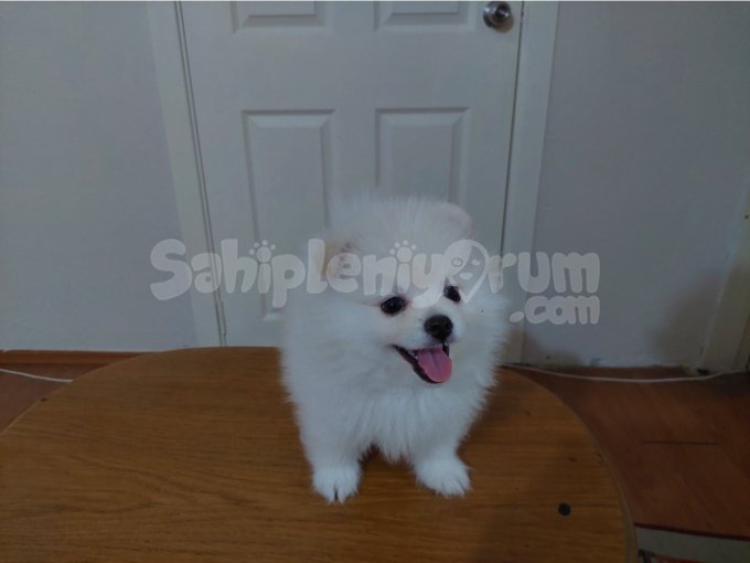 2.5 Aylik Pomerian Boo/ Mikroçip - Karnesi Size Özgün Olacak