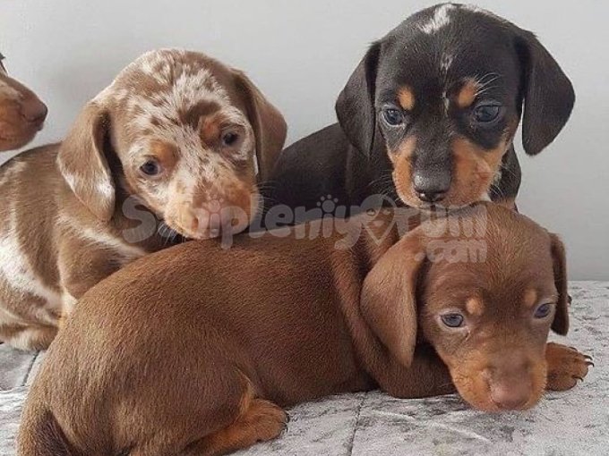 Duruşuyla Kendine Hayran Bıraktıran Dachshund Yavrular