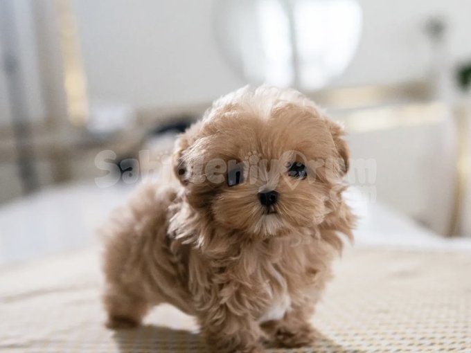 Irk Ve Sağlık Garantili Maltipoo Yavrular