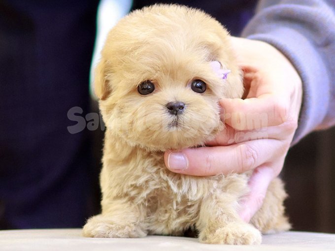 Saglik Ve Irk Garantili Toy Poodle Yavrularim