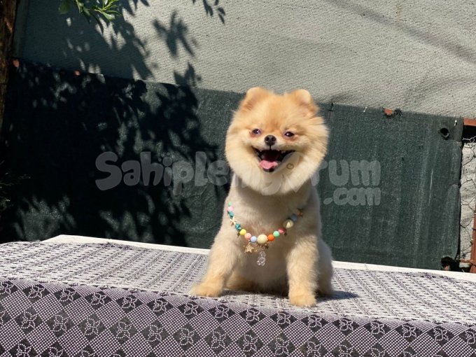 1 Yaşında Dişi Pomerinian Istanbul Içi Kapıda Ödeme Mevcuttu