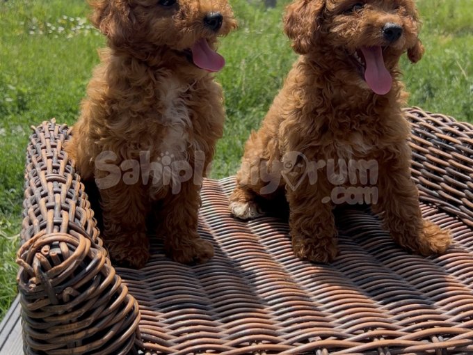 Sevimli Dişi Toy Poodle Bebekler