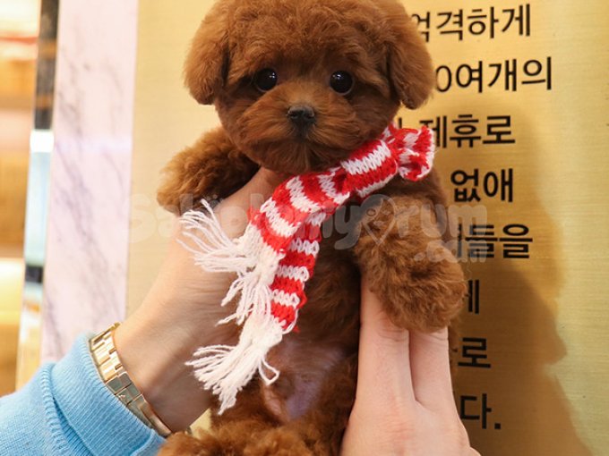 Minicik Seker Guzel Toy Poodle Bebeklerimiz
