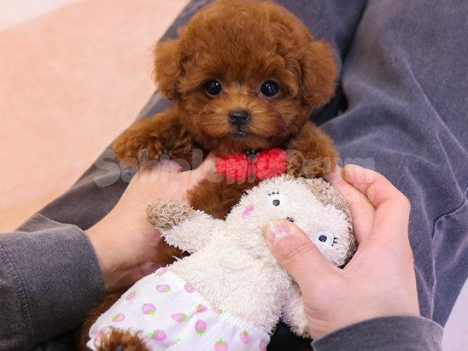 Yumos Pofuduk Kurklu Toy Poodle Bebegimiz