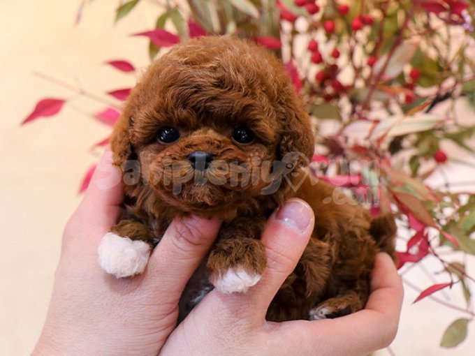 Cok Cok Guzel Korean Toy Poodle Bebisler