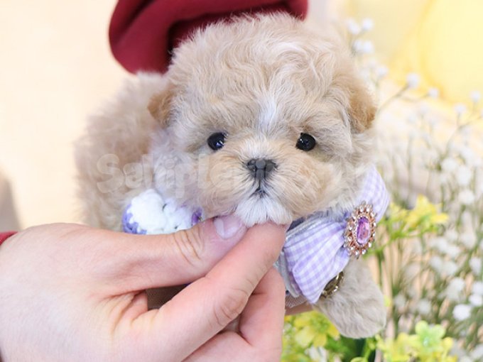 Biblo Gibi Korean Toy Poodle Bebisler