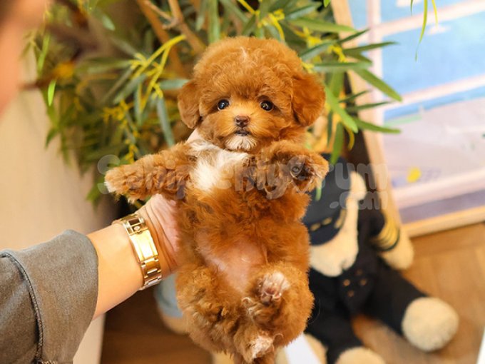 Egitimleri Tamamlanmis Irk Garantili Toy Poodle Bebeklerimiz