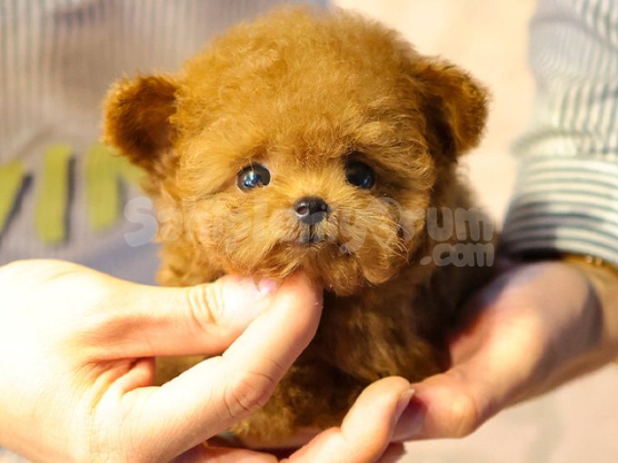 Sevimli Ve Cok Guzel Ayicikli Suratli Toy Poodle Miniklerim