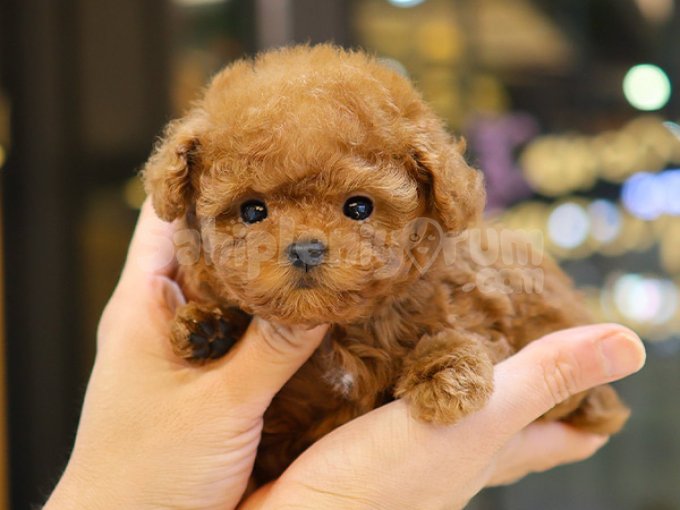Sitenin Gozdesi Toy Poodle Yavrumuz