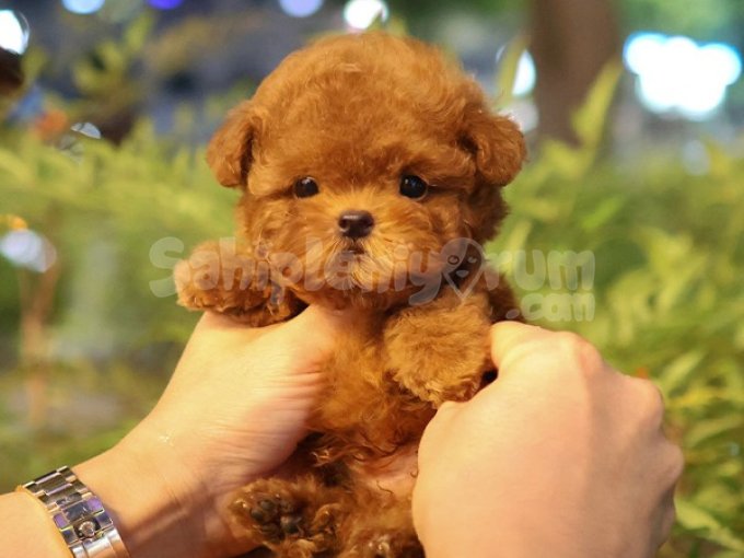 Ust Kalite Toy Poodle Bebeklerimiz