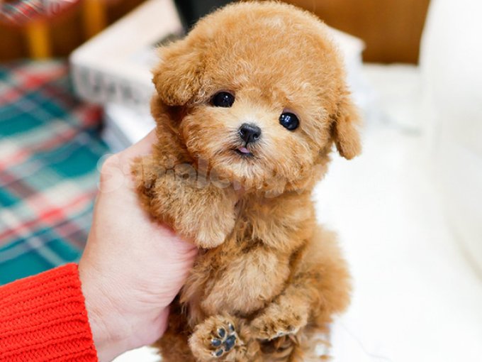 Akil Almaz Guzellikteli Toy Poodle Kuzucuklarimiz