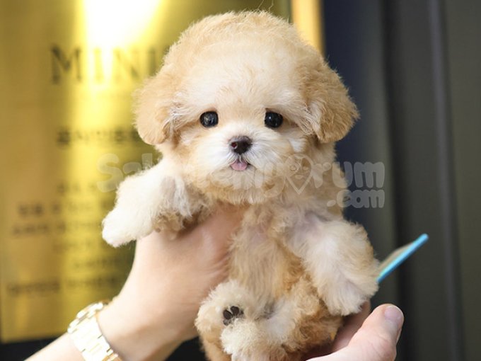 Fenomen Guzeller Guzeli Toy Poodle Bebeklerimiz