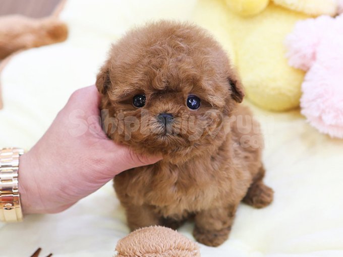 Show Sinif Gercek Kalite Toy Poodle Yavrumularimiz
