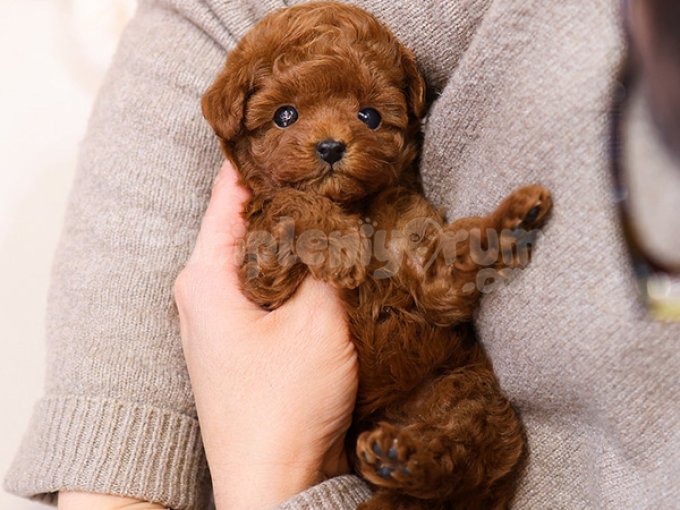 Gercek Teacup Koreden Gelen Toy Poodle Yavrumuz
