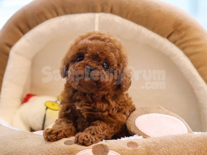 Wc Egitimli Super Zeki Toy Poodle Bebeklerimiz