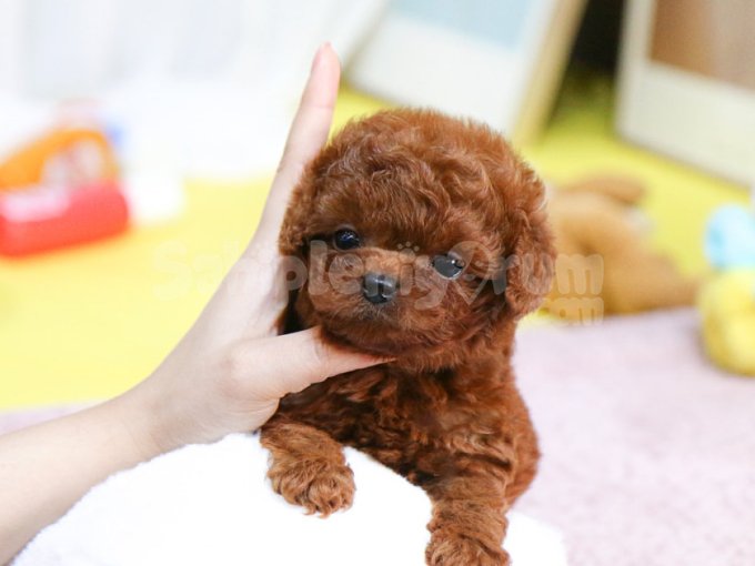 Yildizimiz Artik Sizlerle Kore Toy Poodle Yavrumuz
