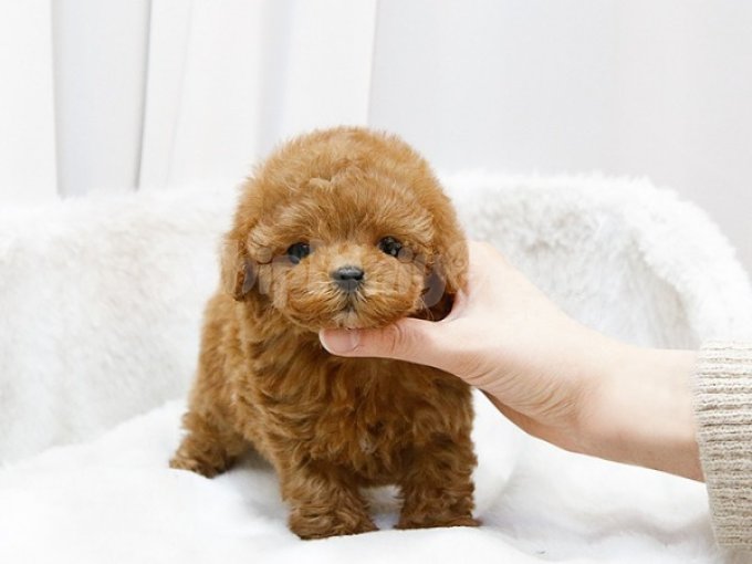 Özel Secilmis Ust Kalite Toy Poodle Yavrularimiz