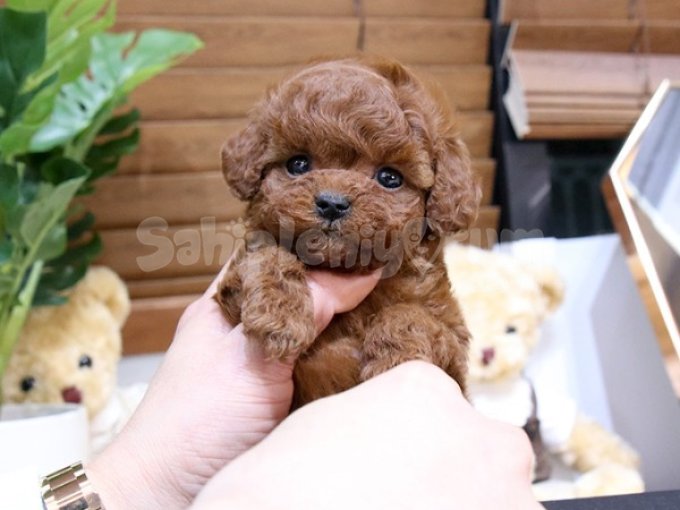 Istanbulun Yildizi Super Toy Poodle Yavrumuz