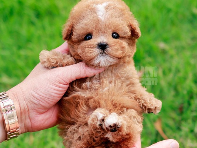 En Özel Ve Guzel Toy Poodle Bebeklerim