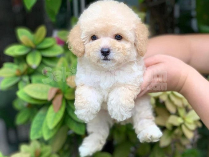 Apricot Renk Toy Poodle Sevimli Miniklerim