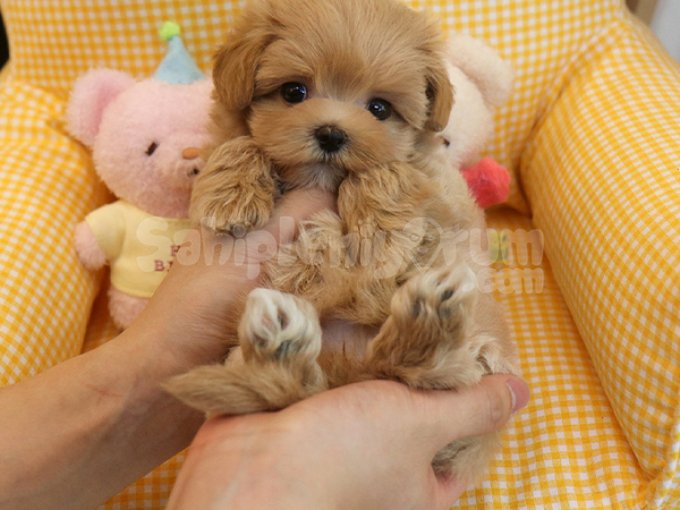 Sevimli Akilli Maltipoo Safkan Yavrularimiz