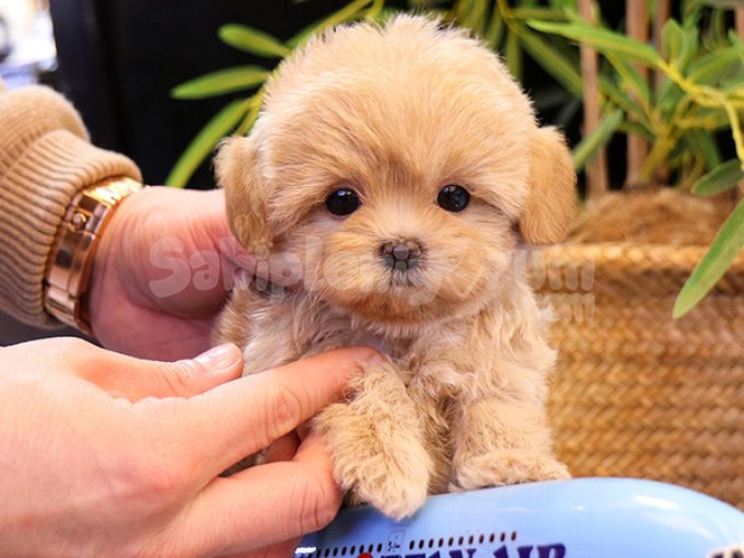 Sevimli Sevecen Maltipoo Cocuklarim