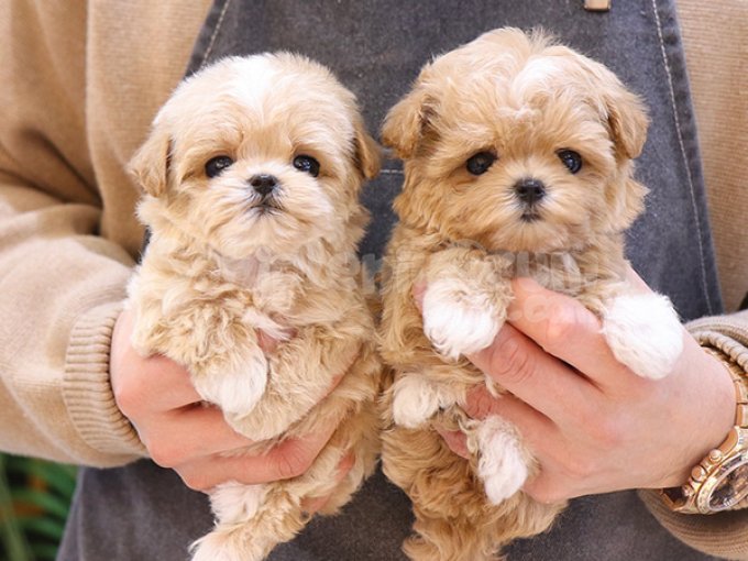 Tatli Ve Minnak Maltipoo Cocuklarim