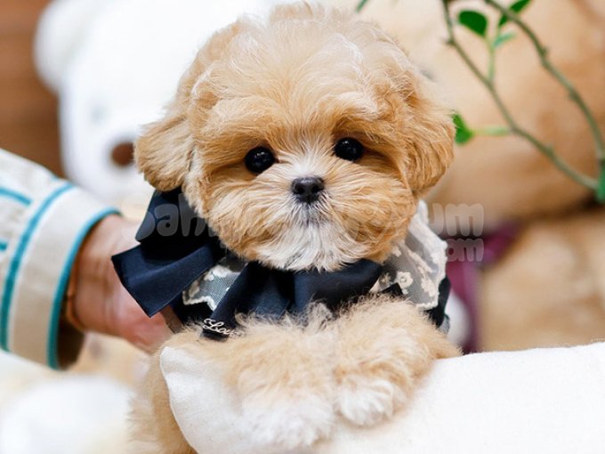 Super Star Maltipoo Bebeklerim