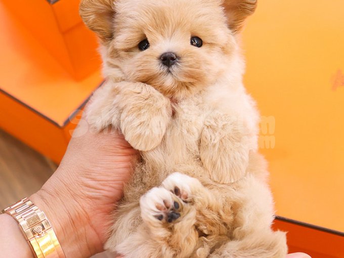 Cok Seker Maltipoo Bebegimizzz