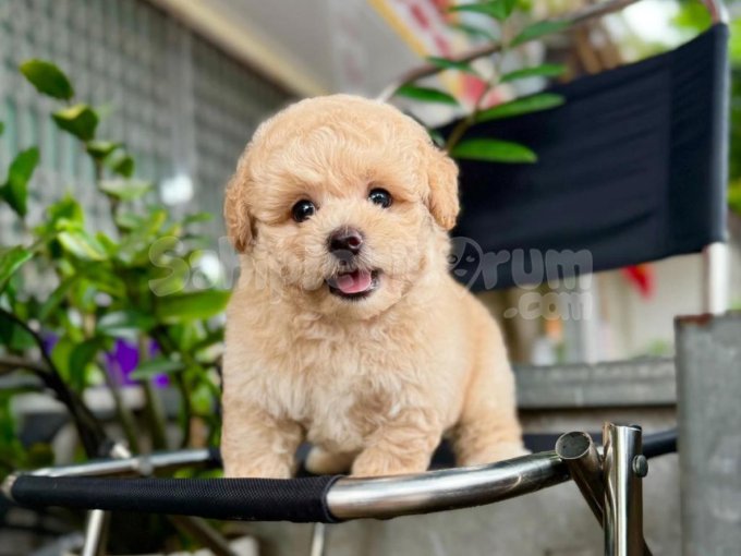 Sevgi Dolusu Maltipoo Bebislerimiz