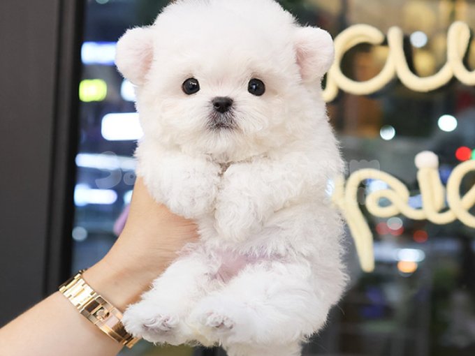 Sevgi Dolusu Maltipoo Bebislerimiz