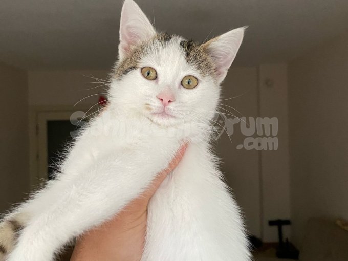 Bana Yuva Olur Musun, Ömürlük Ailemi Arıyorum