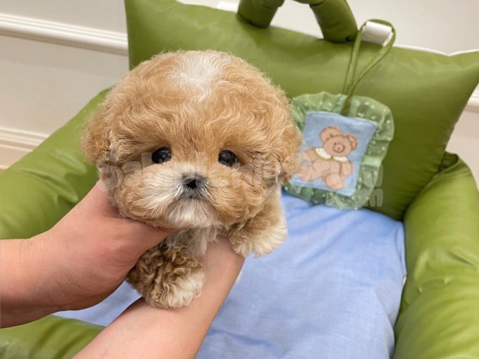 Tatli Ve Poncik Maltipoo Bebeklerim