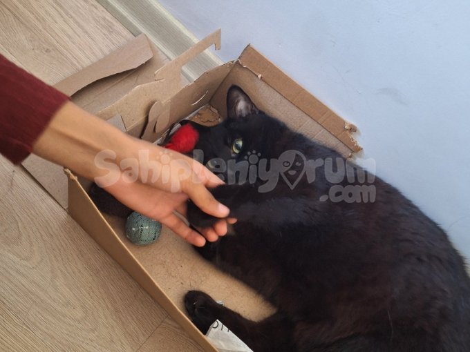 Urgent!! Temporary New Home For Mili