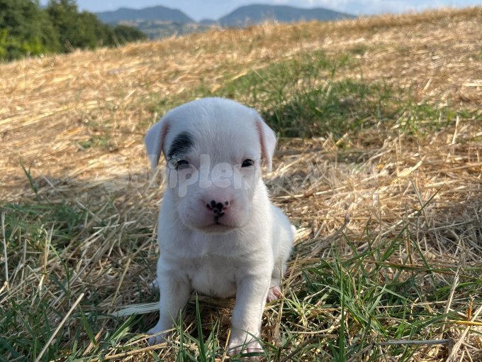 4 Dişi 5 Erkek Pitbull Staffordshire Bull Terrier Yavruları