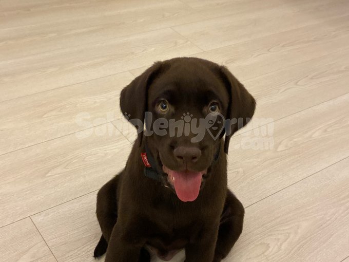 Acil 2 Aylık Yavru Labrador
